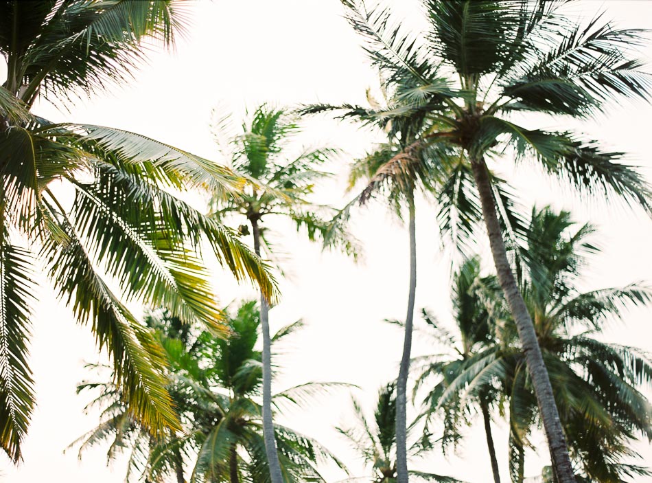 Maldives palm trees