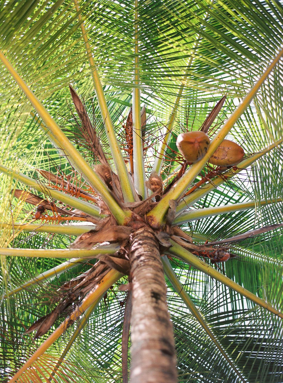 maldives coconut palm tree